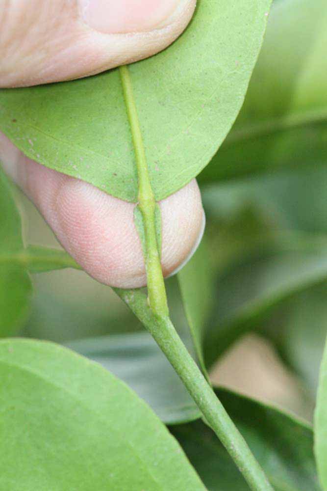              Petiole (Riverside, CA)       